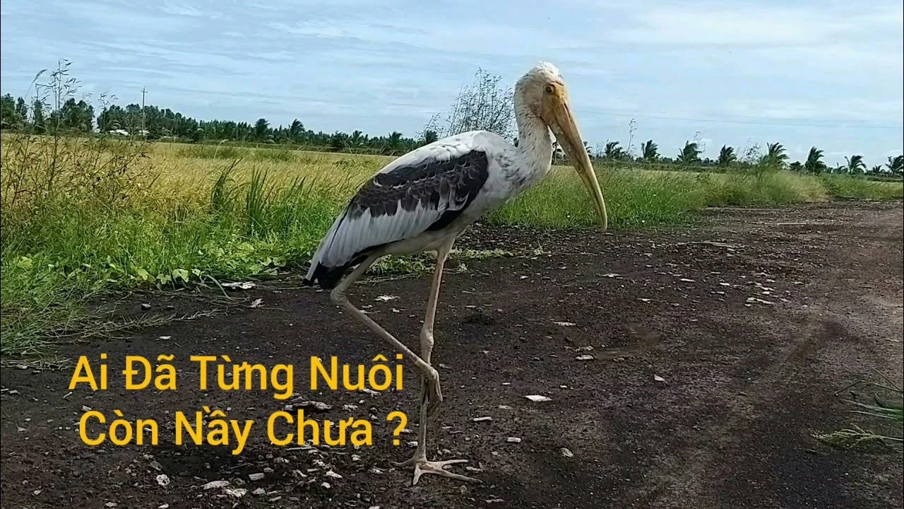 Sản phẩm cho thú cưng