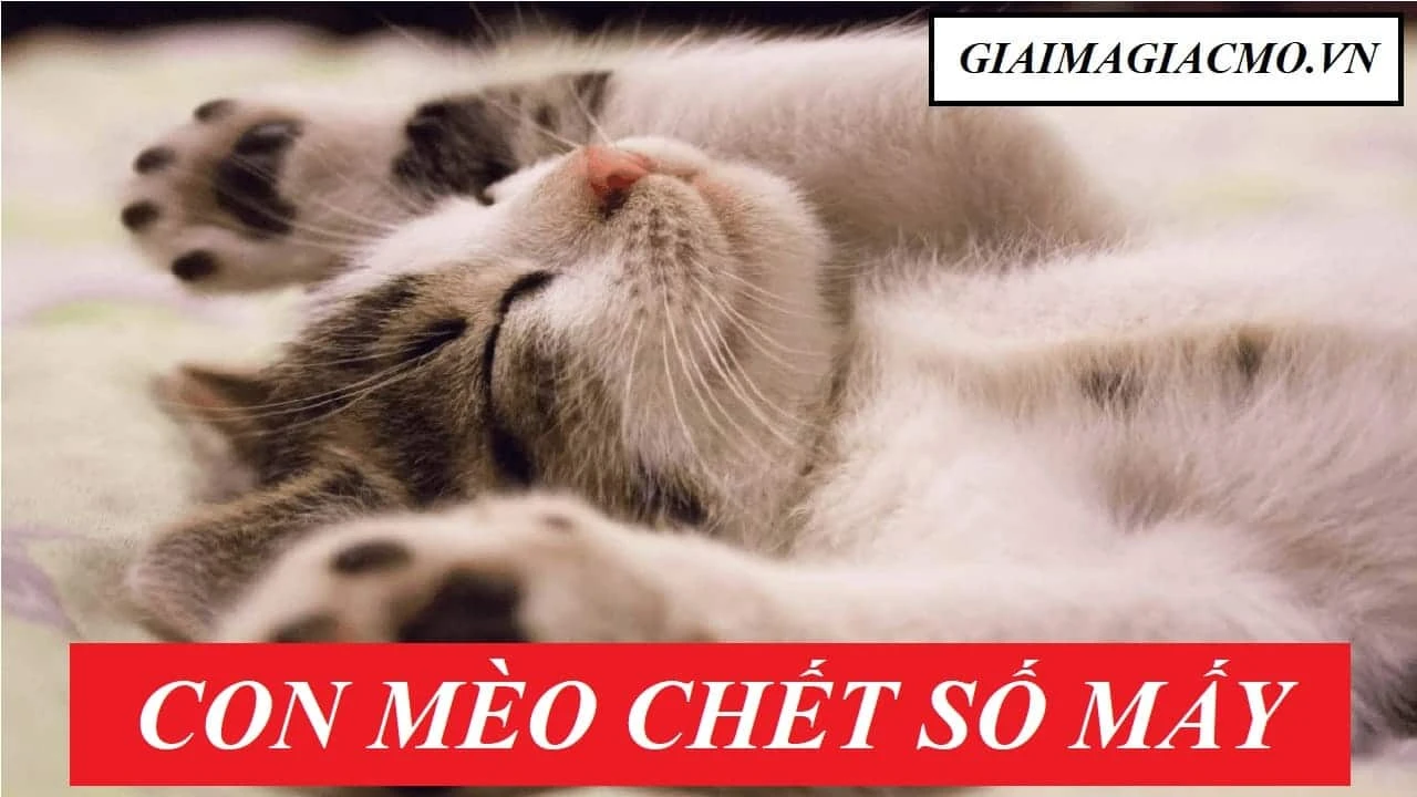 Con mèo chết