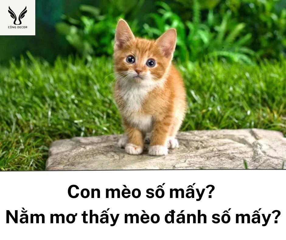 Mèo trong giấc mơ