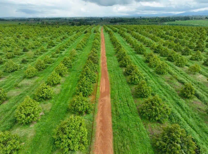 Giá sầu riêng lên cao gấp đôi, cổ phiếu Hoàng Anh Gia Lai (HAG) của bầu Đức trở thành 'hàng hiếm'