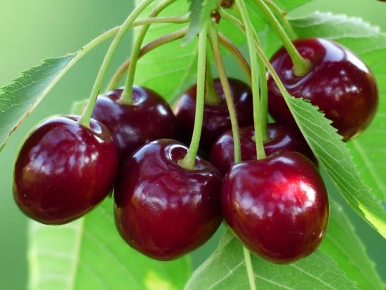 Quả anh đào và quả cherry có gì khác nhau