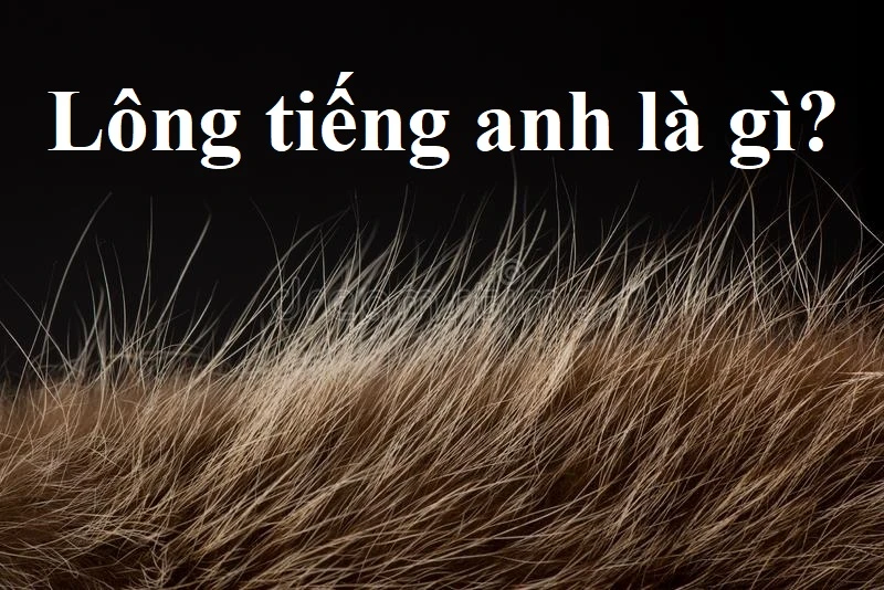 Lông tiếng Anh là gì? Khám phá nghĩa của từ này