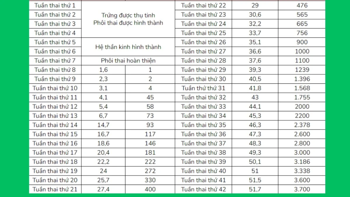 33 tuần là mấy tháng? Sự phát triển của thai nhi 33 tuần như thế nào?