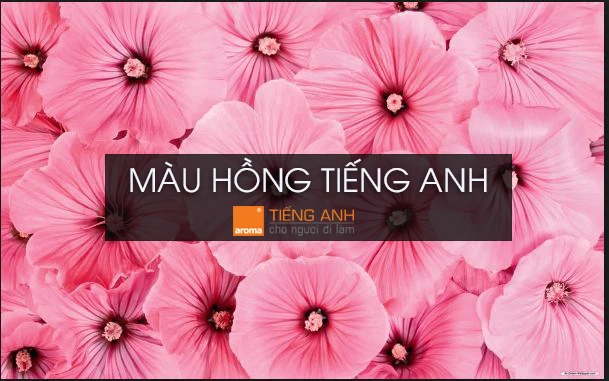 Những điều có thể bạn chưa biết về màu hồng trong tiếng Anh